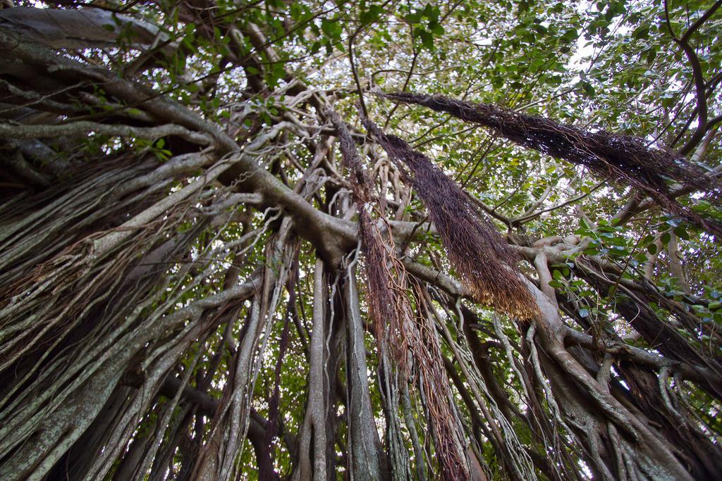 Готель Castaway Norfolk Island Бернт-Пайн Екстер'єр фото